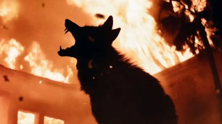 ‘Coyotes’ Review: Gnarly Killer-Canine Thriller Is All Bite, No Bark