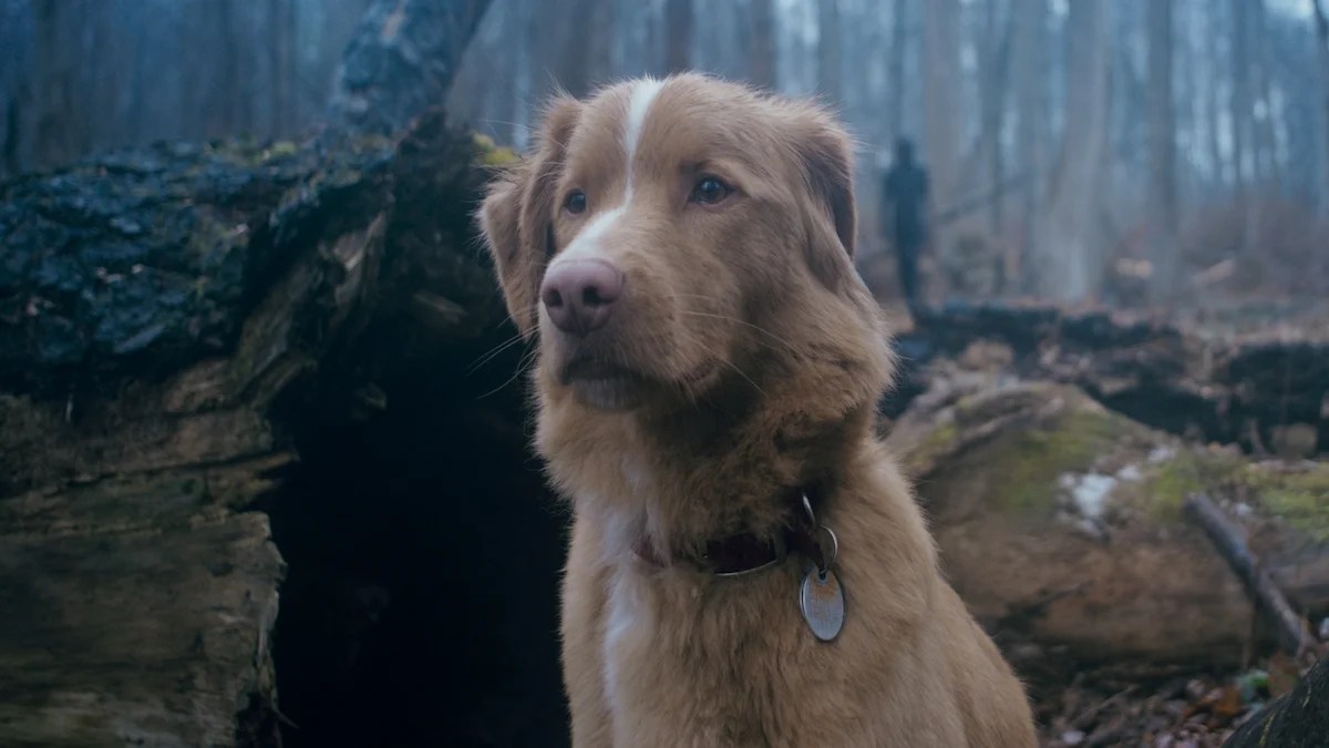 Indy standing in the forest looking out at something with concern in a still from "Good Boy."